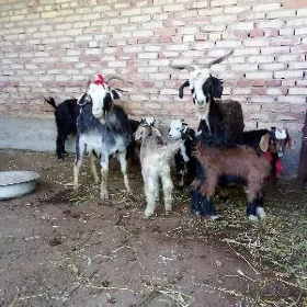 Geçiler Ekiz Owlakly 2 Sany