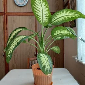 Дефинбахия- комнатный цветок