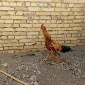 Özbek horaz Baýsok