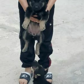 Авчарка щенки ВЕО.