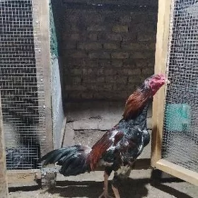 АК АЙАК ЧУЖА