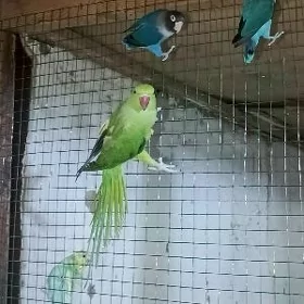 неразлучники