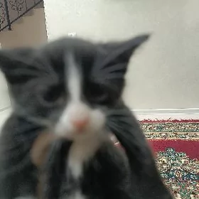 домашние котята в добрые руки