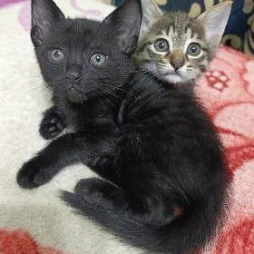 Домашние котята