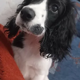 собака, щенок, gujuk