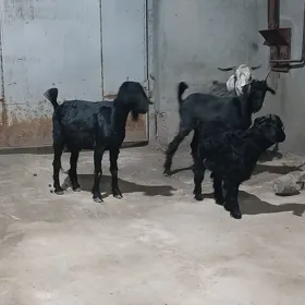 owlakly geci we serke