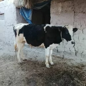 galiştin öküz