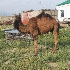 Ogşuk 3 ýaşar erkek