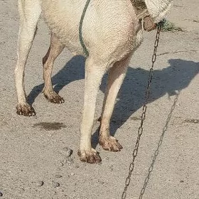 Ganjyk çopan it.Ak guş.