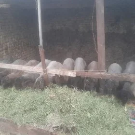 курбанлык кочкар