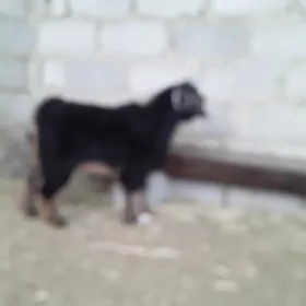 Owlak