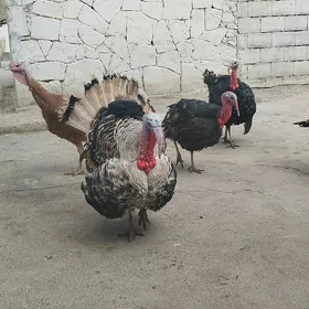 induk erkek we ýumurtga