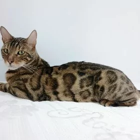 bengal pisik кот