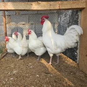 Gigant Jersey ýumurtga