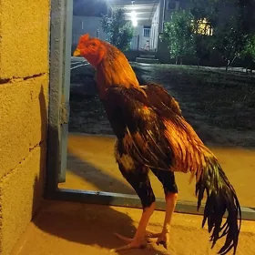 Ады Ташыкент Хороз