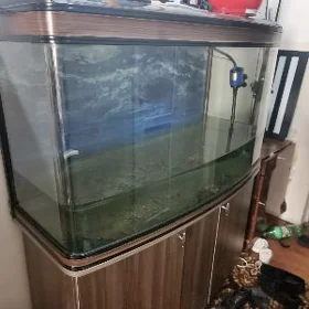 akwaryum аквариум