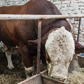 Simental fleckvieh oküz