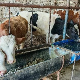 Simental,golşteyn goleler