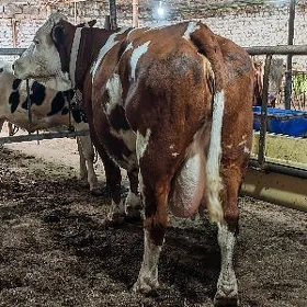 Simental fleckvieh sygyr