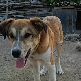 KOPEK, BOBIK.