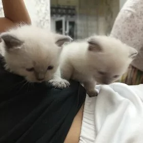 шотландские выслоухие котята