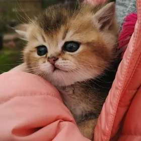 шотландскийе котята