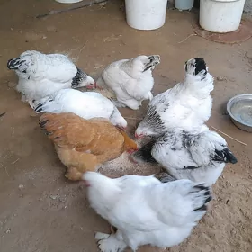 brama towuklar 5 sani