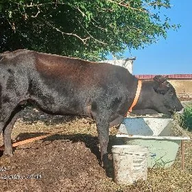 бакылы окиз