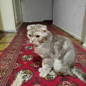 саклжак адма мугт бержек