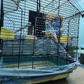 попугай с клеткой