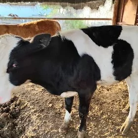 Simental we Gibrit göle