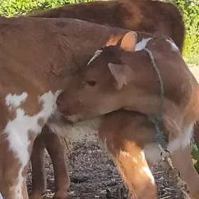 саглык сыгыр