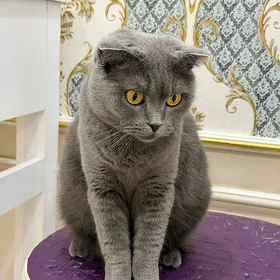 породистая кошка в добрые руки