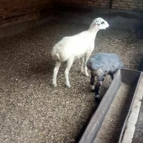 Biçikli ak goçkarlar