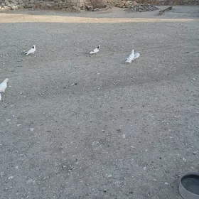 kepderi