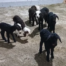 guzy berre tokgul owlak