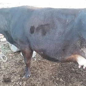 ожекли сыгыр бурлат парода