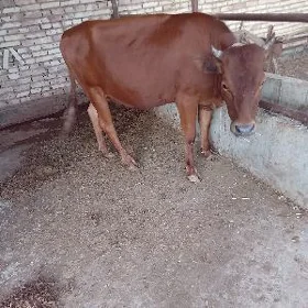 tüwe