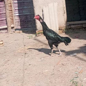 dekan towyk kur boljak bolya