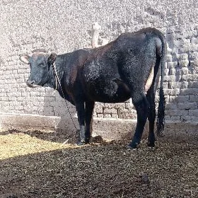 AGYR BOGAZ PARODA ZAD.