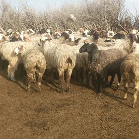 owec  goyunlar erkek