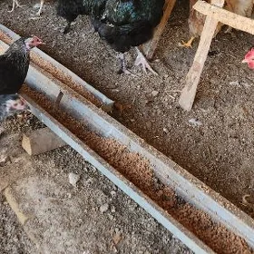 хороз