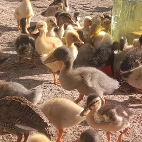 Ýaşylbaş telpekli juyjeler