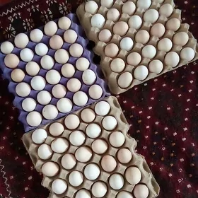 turkmen towuk ellin yumurtga