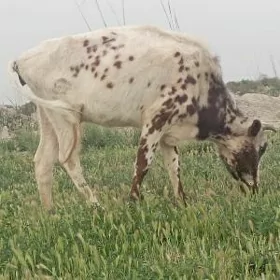 Göleli sygyr Göleli sygyr