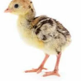 Induk jüje 5-6 günlik