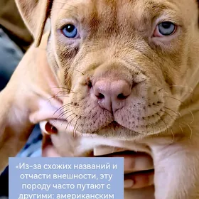 Щенки Американского Булли