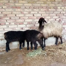 Guzuly Goýunlar Ekiz we Ýalky