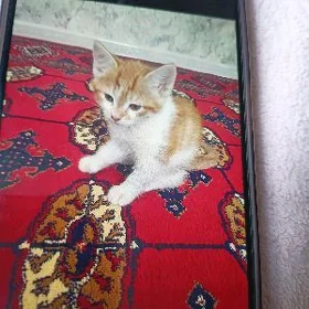 Домашные животние