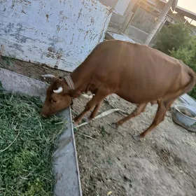 sowda